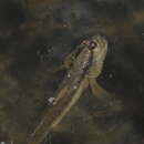 Image of Giant mudskipper