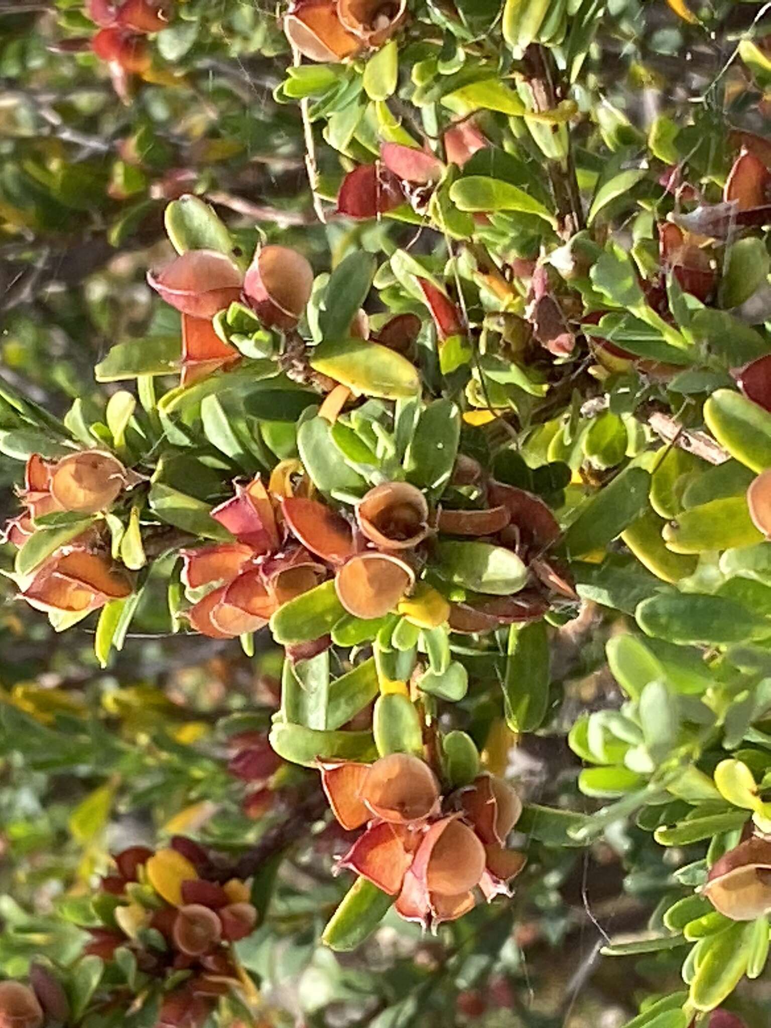 Image of Pultenaea platyphylla N. A. Wakef.