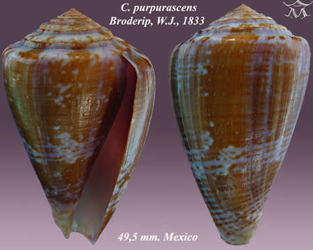 Image de Conus purpurascens G. B. Sowerby I 1833