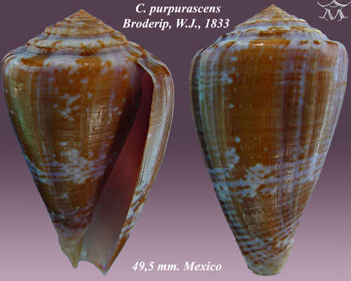 Image de Conus purpurascens G. B. Sowerby I 1833