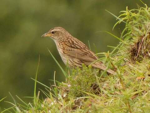 Anthus sylvanus (Hodgson 1845) resmi