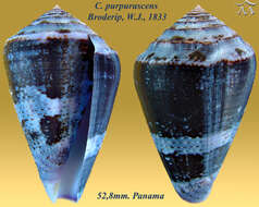 Image de Conus purpurascens G. B. Sowerby I 1833