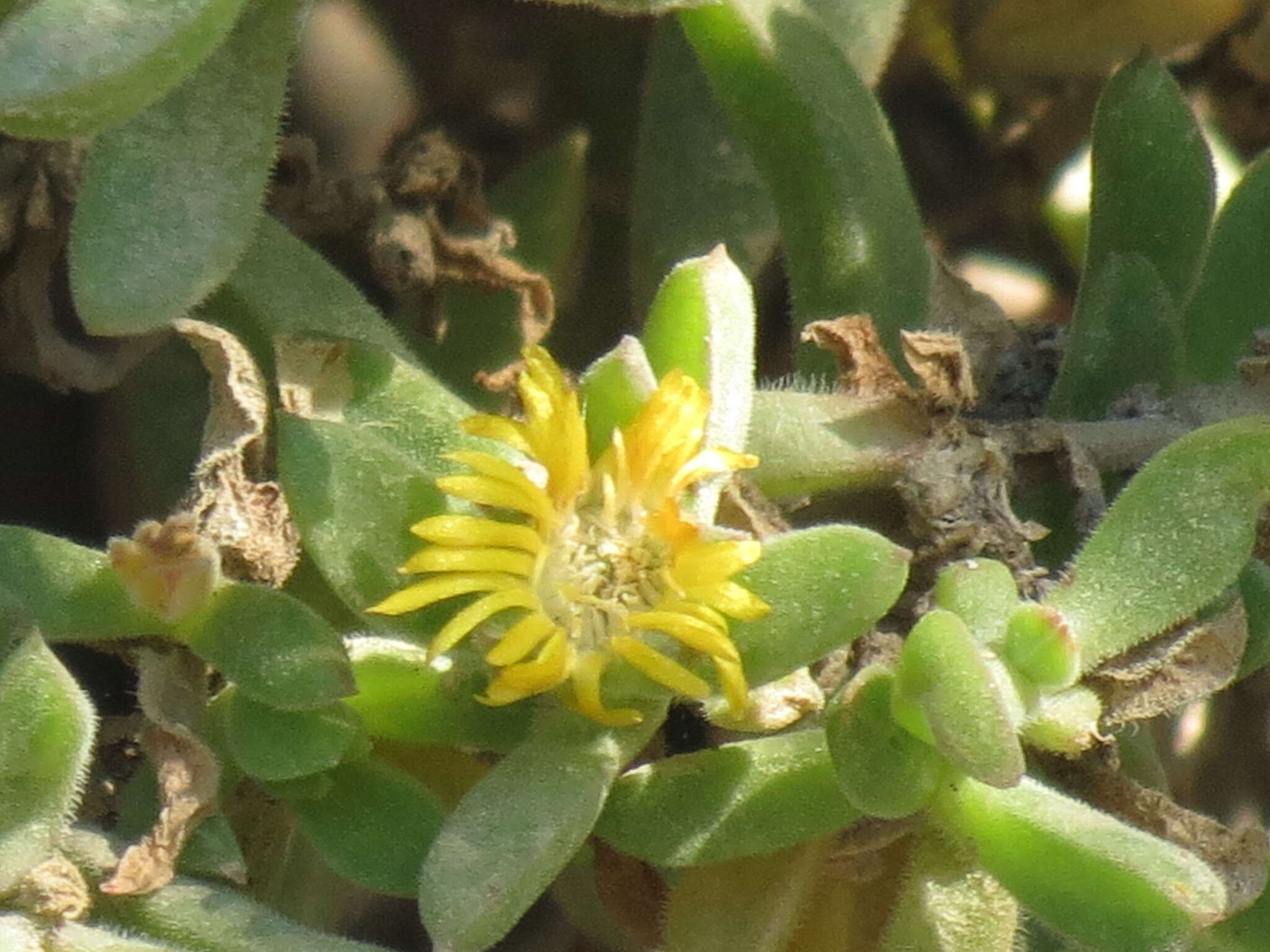 Imagem de Delosperma rogersii (Schoenl. & Berger) L. Bol.