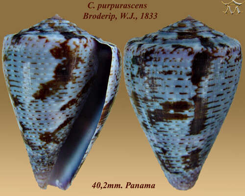 Image de Conus purpurascens G. B. Sowerby I 1833
