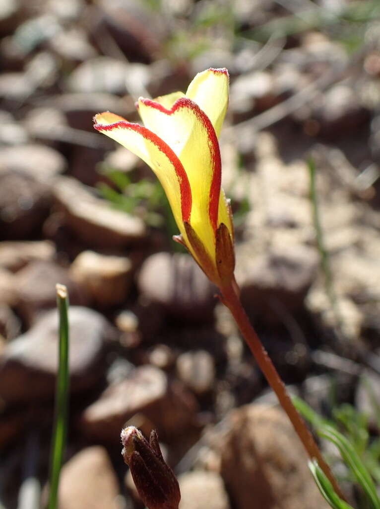 Image of Oxalis versicolor var. flaviflora Sond.