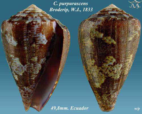 Image de Conus purpurascens G. B. Sowerby I 1833