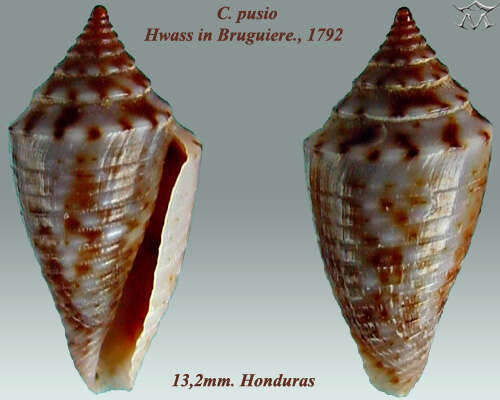 Image of Conus pusio