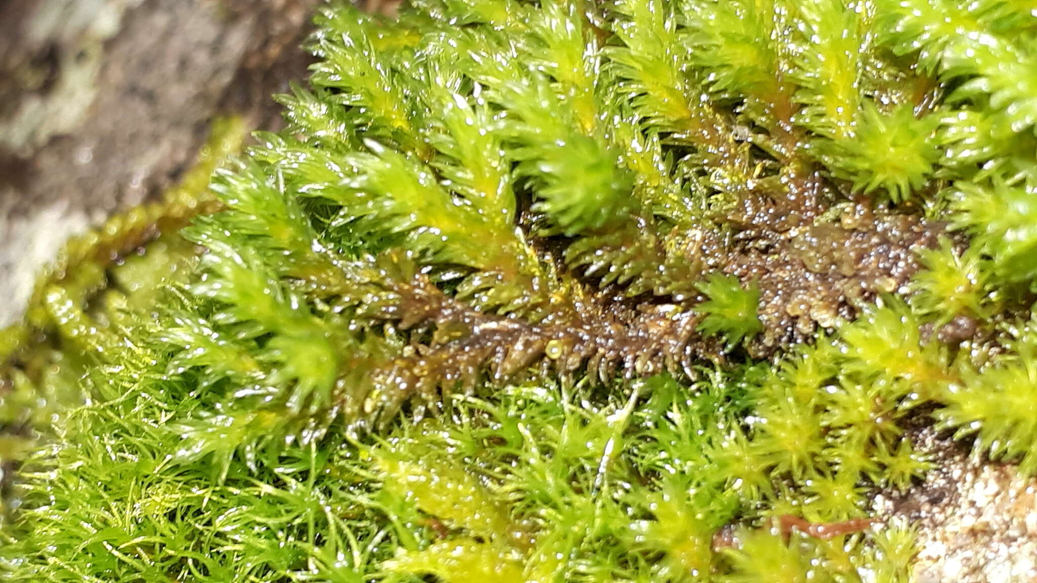 Image of aquatic racomitrium moss