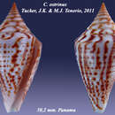 صورة Conus ostrinus (J. K. Tucker & Tenorio 2011)