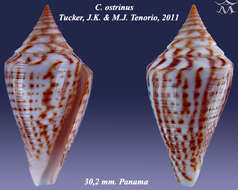 صورة Conus ostrinus (J. K. Tucker & Tenorio 2011)