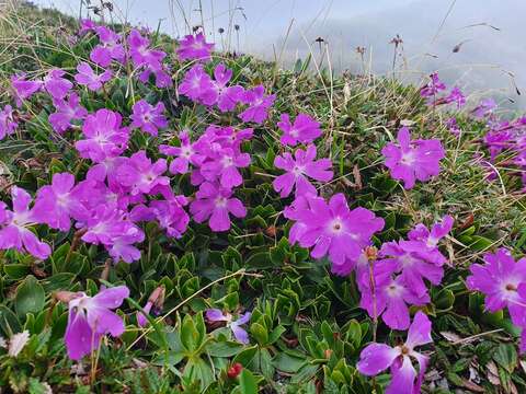 Image of Primula wulfeniana Schott