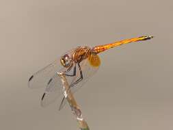 Image of Russet Dropwing