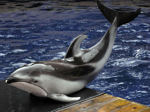 Image of Pacific White-sided Dolphin