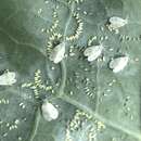 Image of Cabbage whitefly