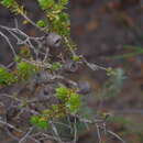 Imagem de Melaleuca beaufortioides var. microphylla (Hnatiuk) Craven & R. D. Edwards