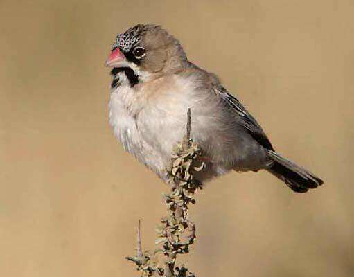 Image of Scaly Weaver