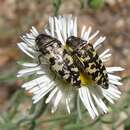 Image of Acmaeodera decipiens Le Conte 1866