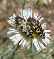 Image of Acmaeodera decipiens Le Conte 1866