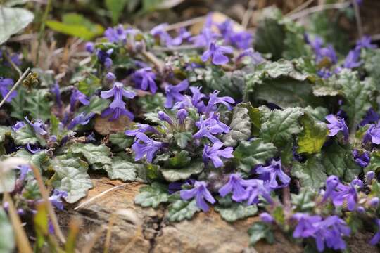 Слика од Ajuga decumbens Thunb.