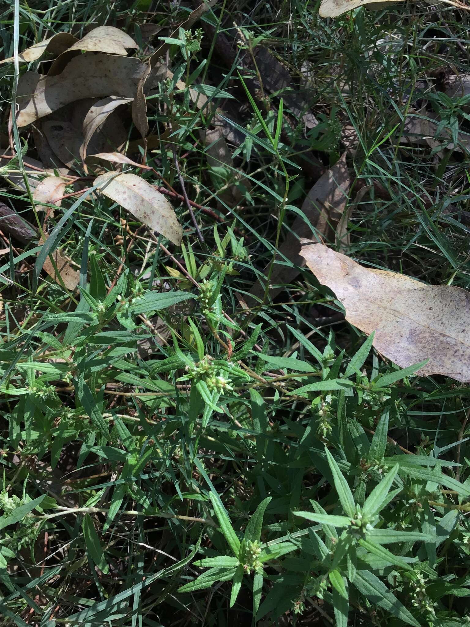 Sivun Persicaria prostrata (R. Br.) Sojak kuva