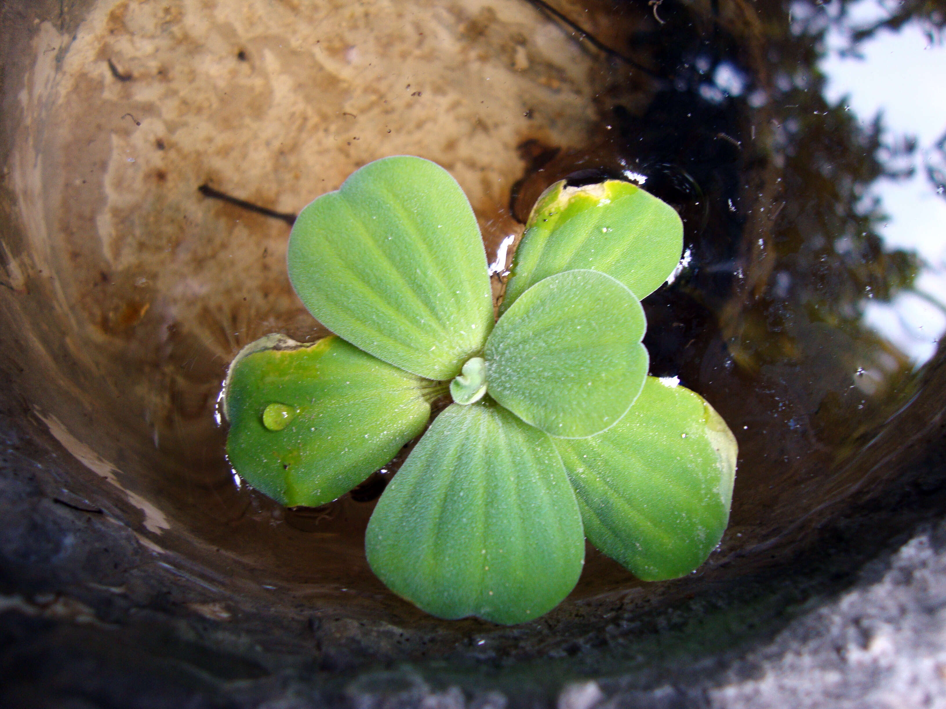 Image of pistia