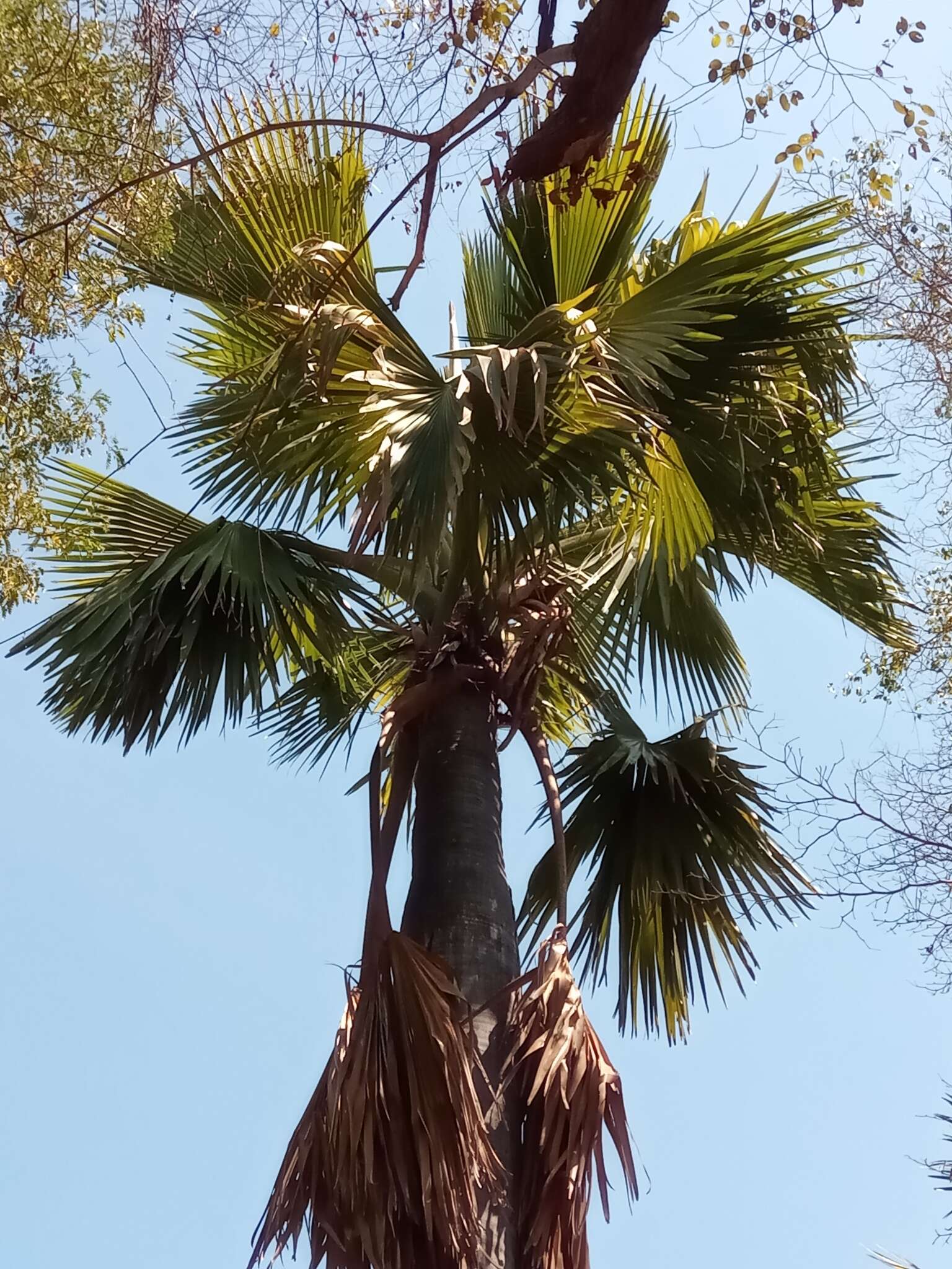 Image of Borassus madagascariensis (Jum. & H. Perrier) Bojer ex Jum. & H. Perrier