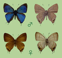 Image of Hypolycaena shirozui