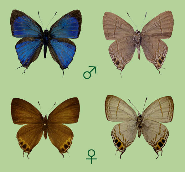 Image of Hypolycaena shirozui