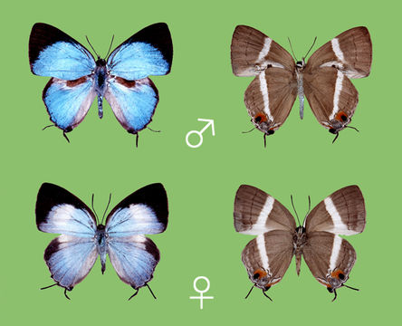 Image of <i>Dacalana kurosawai</i> Hayashi 1976