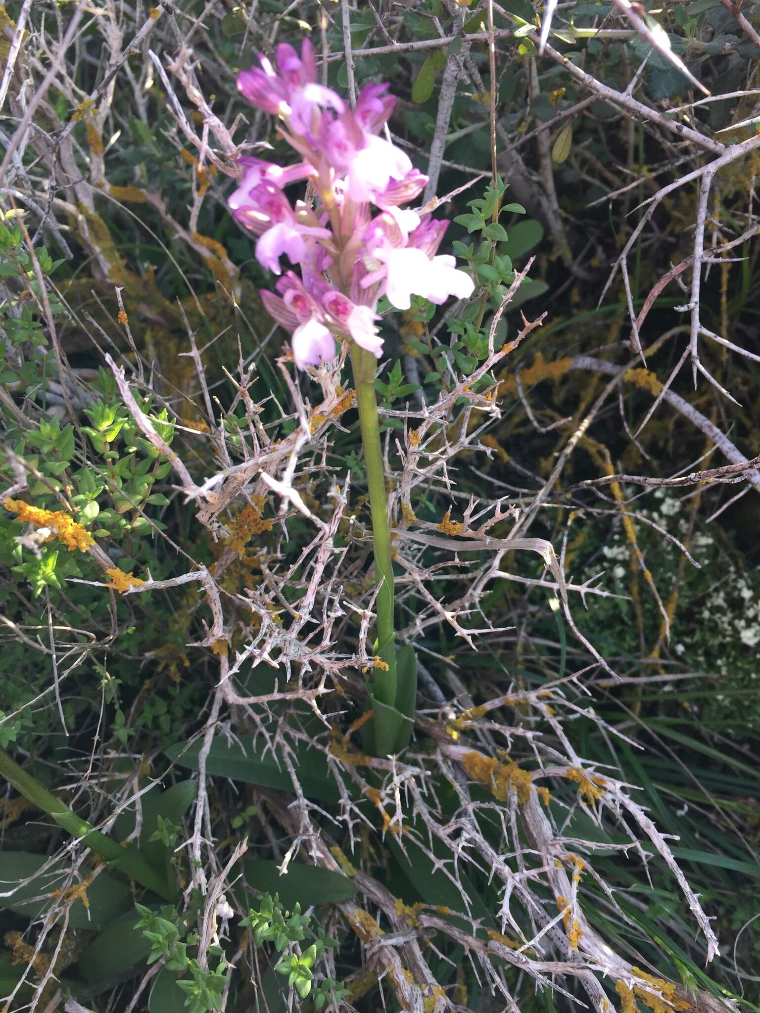 Anacamptis morio subsp. syriaca (E. G. Camus) H. Kretzschmar, Eccarius & H. Dietr.的圖片