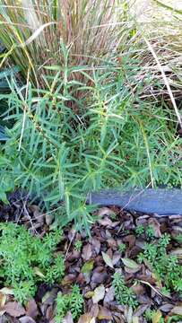 Image of Veronica strictissima (Kirk) Garn.-Jones