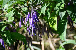 Слика од Iochroma calycina Benth.