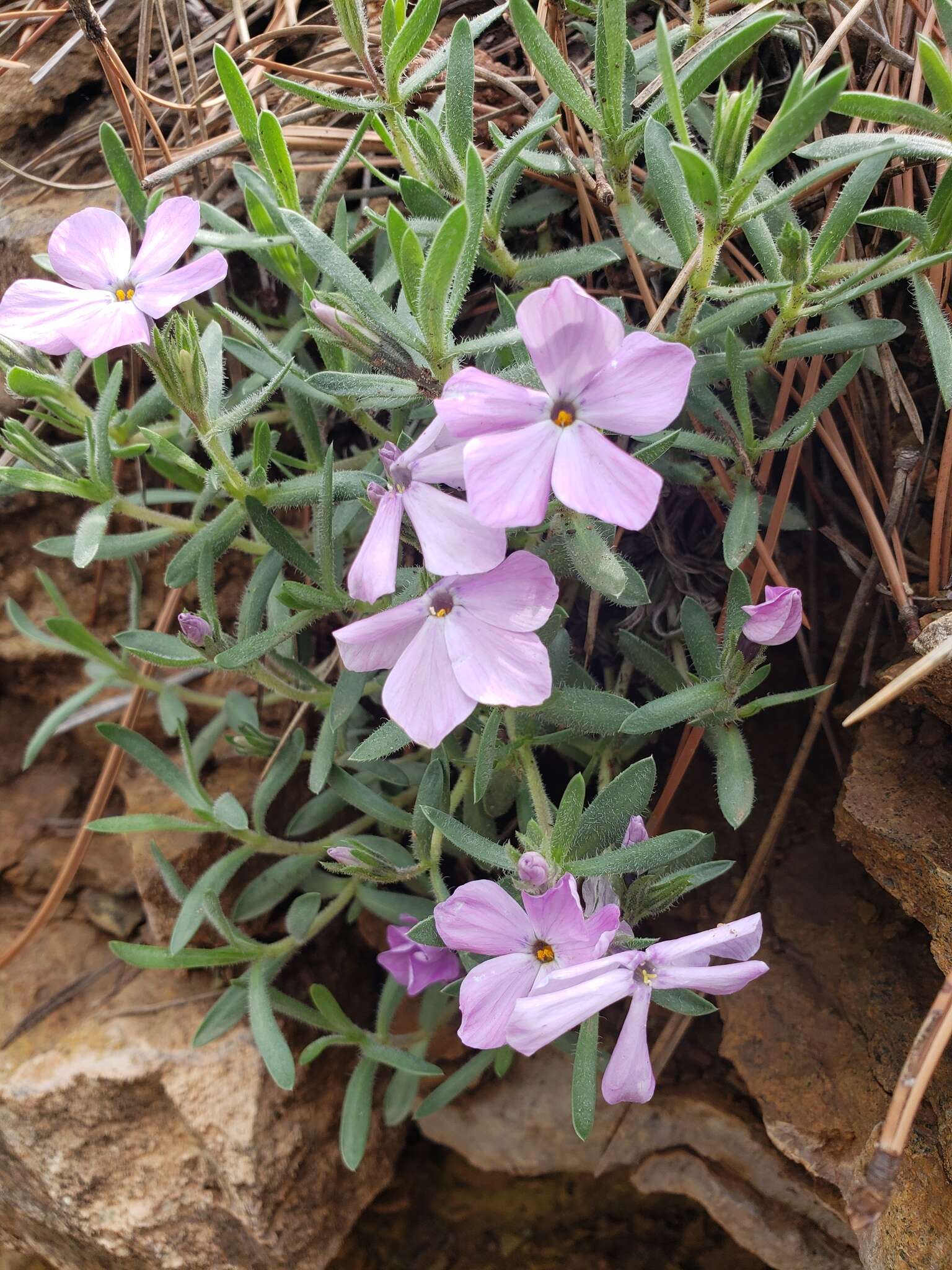 Image of alyssumleaf phlox