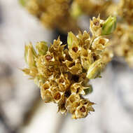 صورة Minuartia mucronata (L.) Schinz & Thell.