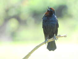 Image of Chestnut-capped Blackbird