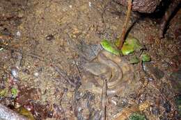 Image of Hognosed Pit Viper