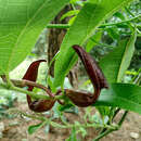 Plancia ëd Aristolochia maxima Jacq.