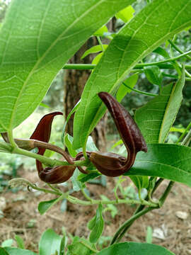 Слика од Aristolochia maxima Jacq.