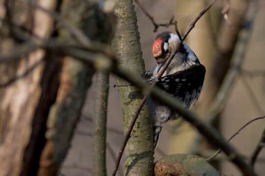 Image of Lesser Spotted Woodpecker