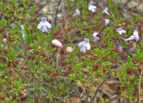 Image of Ashe's calamint