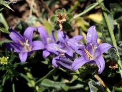 Imagem de Campanula stricta L.