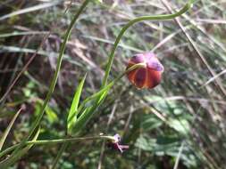 Calochortus cernuus Painter resmi