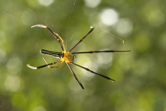 Image of Nephila pilipes (Fabricius 1793)