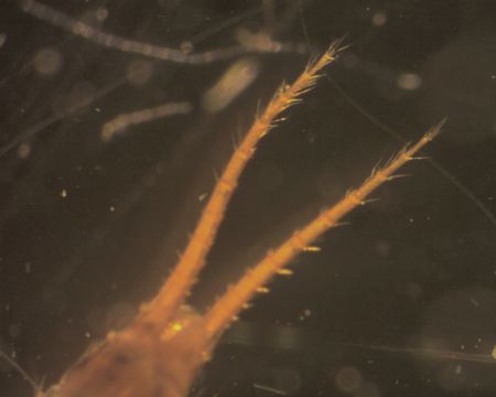 Image of Alloperla