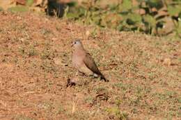 Image of Blue-spotted Dove