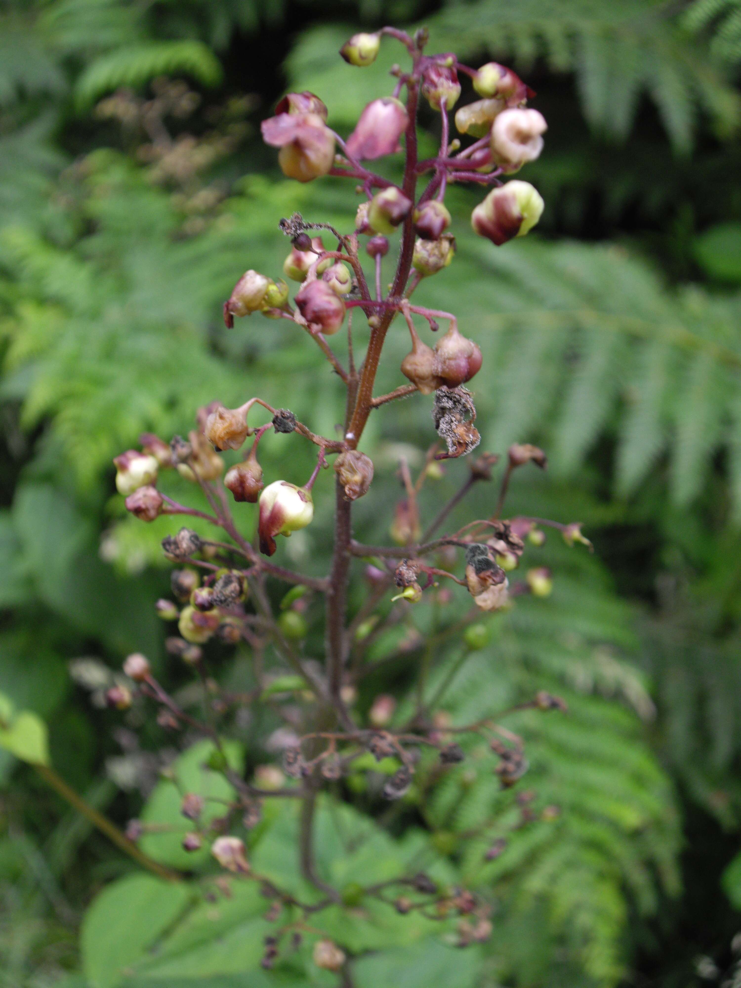 Imagem de Scrophularia nodosa L.