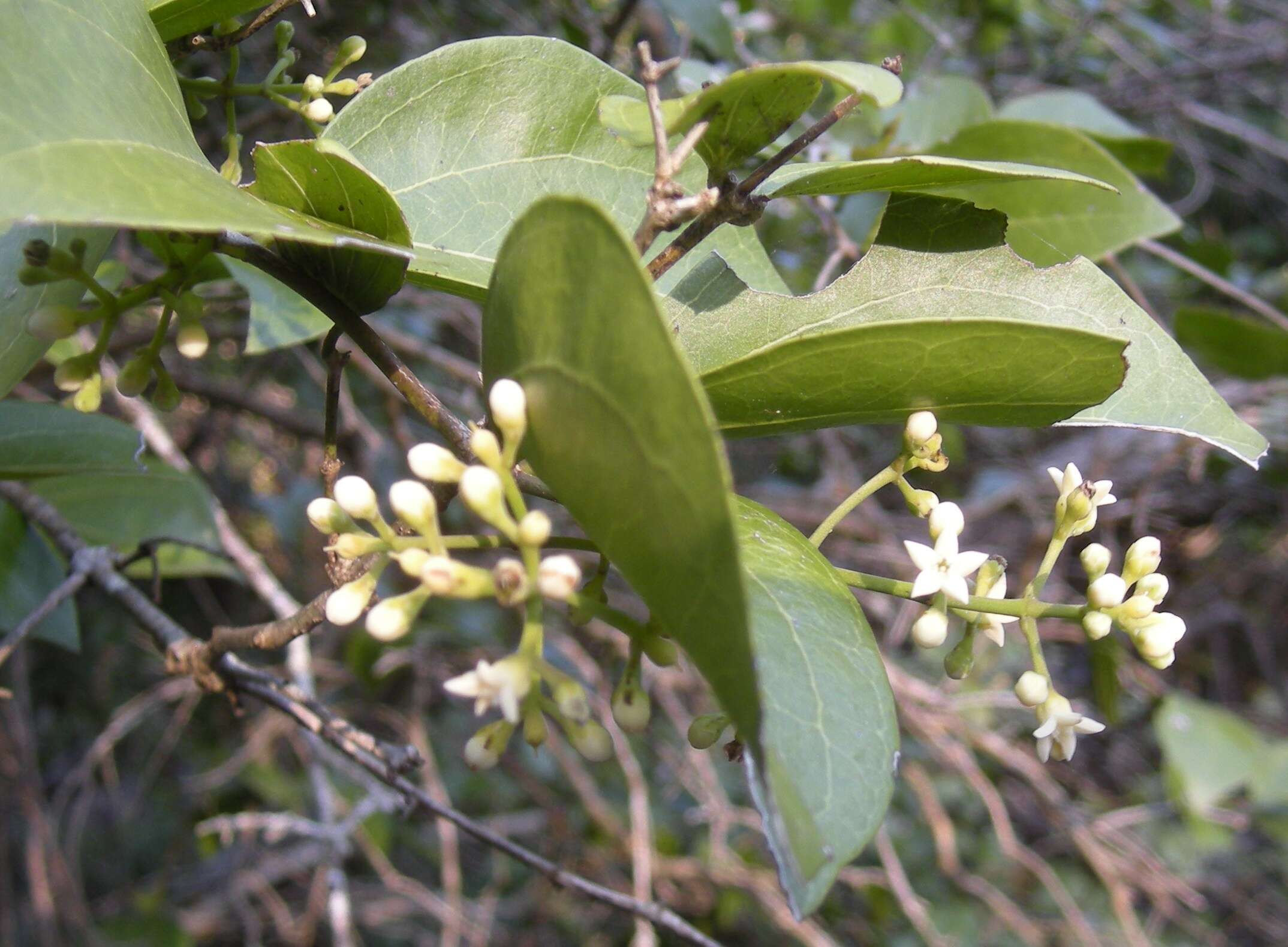 Plancia ëd Strychnos psilosperma F. Müll.