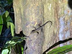 Anolis marsupialis Taylor 1956 resmi