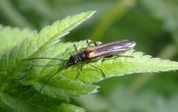 Image of Oedemera pthysica (Scopoli 1763)