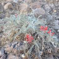 Imagem de Astragalus helleri Fenzl